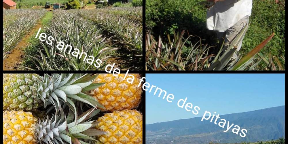  La ferme des Pitayas (La Réunion, La Réunion)