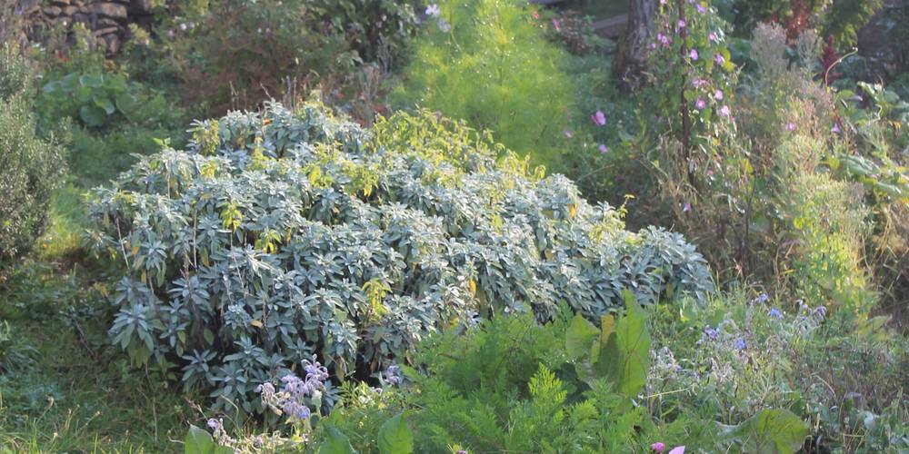 le jardin -  rocabrac (Occitanie, Aveyron)