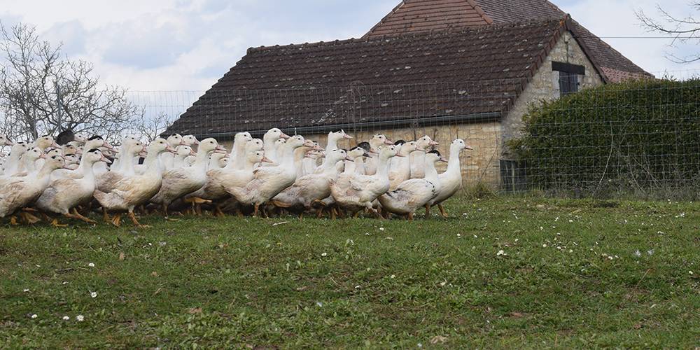  La Ferme de Siffray (Occitanie, Lot)
