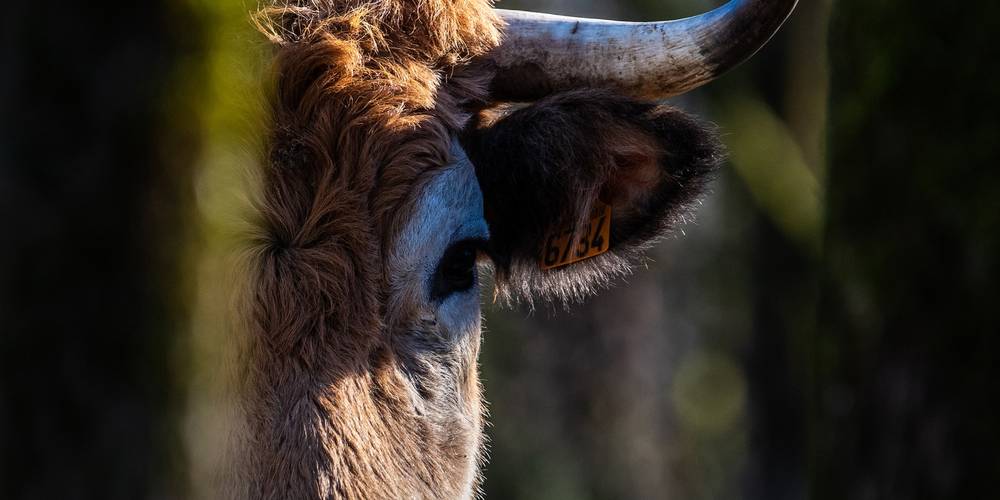  La Ferme de Siffray (Occitanie, Lot)