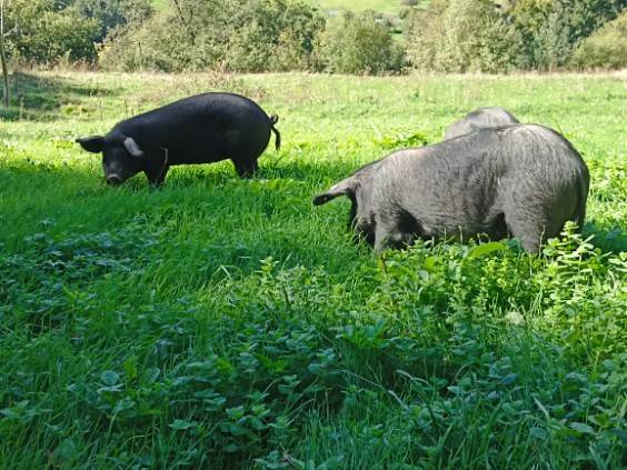 Les Porcs Noirs AB en liberté -  Ferme du Casterou (Occitanie, Hautes-Pyrénées)