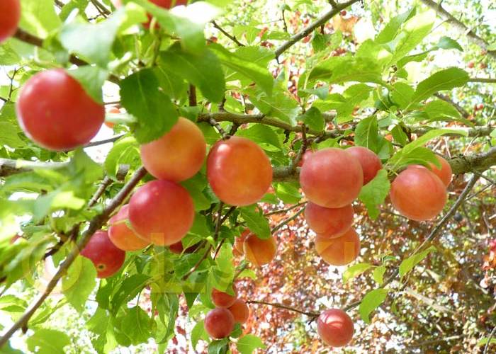 Prunes au verger -  Ferme du Casterou (Occitanie, Hautes-Pyrénées)