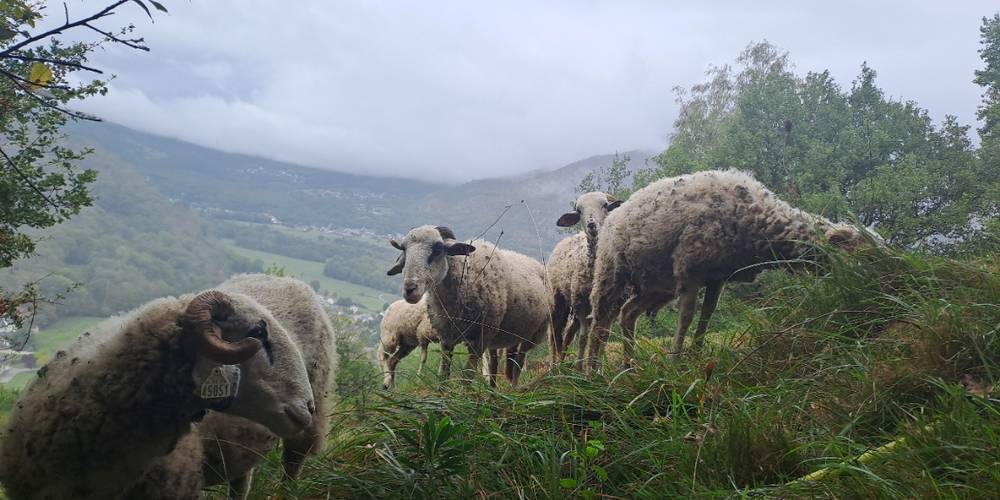  Ferme du Casterou (Occitanie, Hautes-Pyrénées)