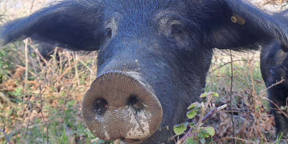Curieux -  Ferme du Casterou (Occitanie, Hautes-Pyrénées)