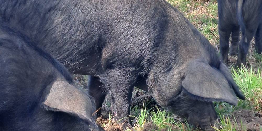  Ferme du Casterou (Occitanie, Hautes-Pyrénées)