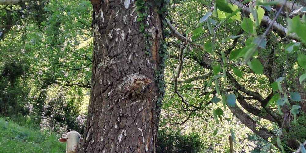 Brebis Lourdaises -  Ferme du Casterou (Occitanie, Hautes-Pyrénées)