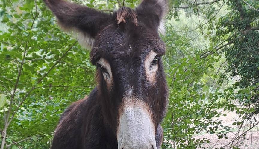  Ferme du Casterou (Occitanie, Hautes-Pyrénées)