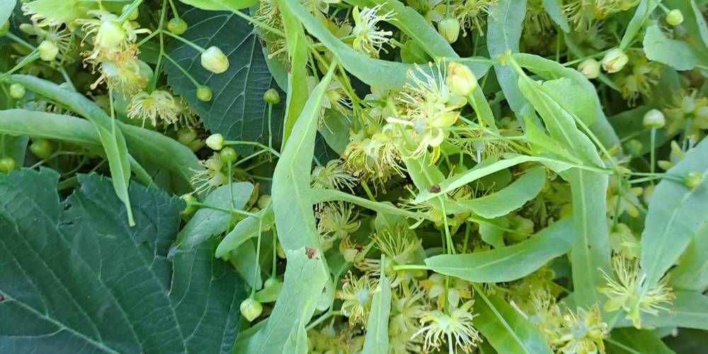 Récolte tilleul -  Ferme du Casterou (Occitanie, Hautes-Pyrénées)