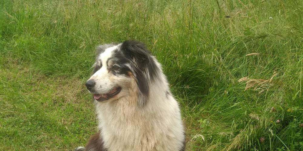 Noxi fidèle compagne -  Ferme du Casterou (Occitanie, Hautes-Pyrénées)