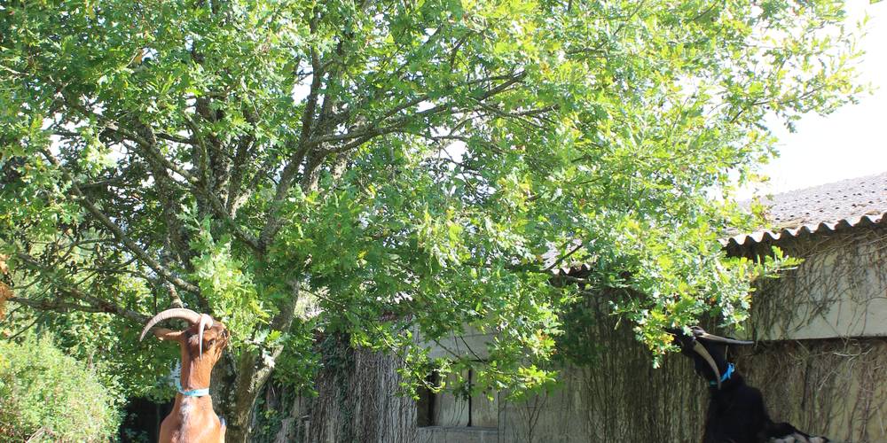  Ferme de Cheux (Normandie, Manche)