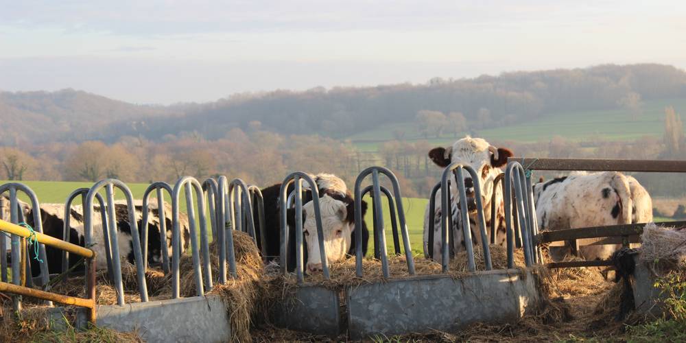  Ferme de Cheux (Normandie, Manche)