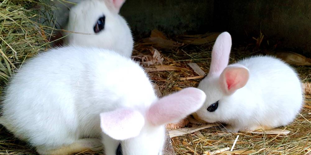  Gîte du Clos Giot (Normandie, Manche)