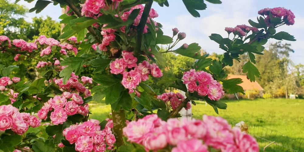  Gîte du Clos Giot (Normandie, Manche)