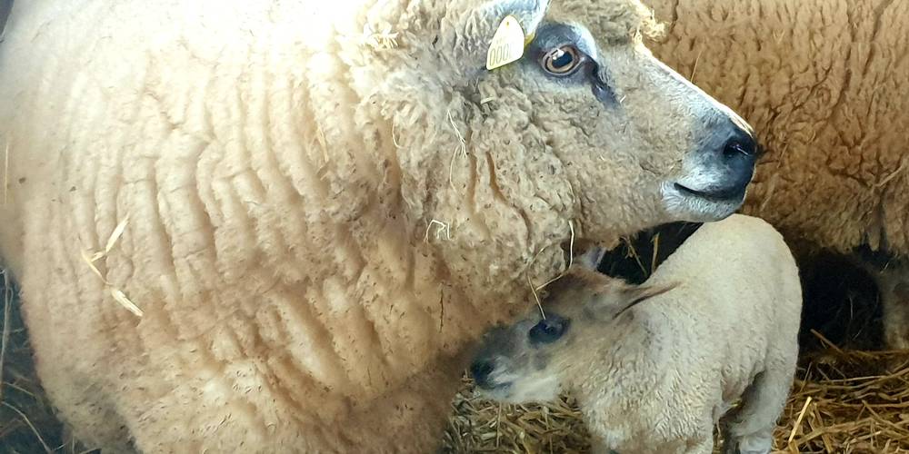  Gîte du Clos Giot (Normandie, Manche)