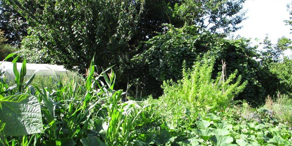 potager -  Les Ricochets (Normandie, Manche)
