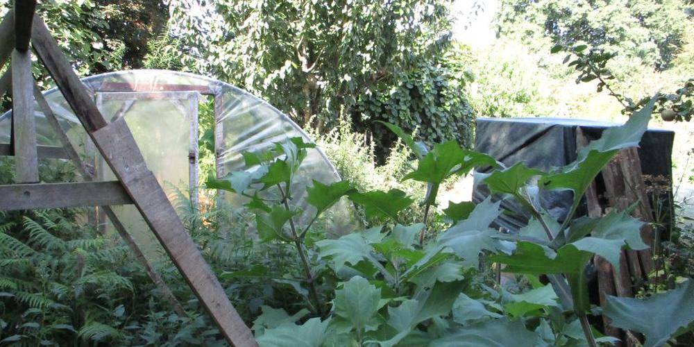 potager -  Les Ricochets (Normandie, Manche)