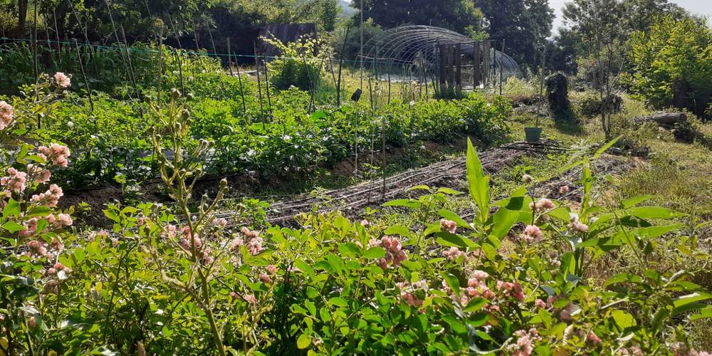le jardin potager bio -  L'école des Cévennes (Occitanie, Lozère)