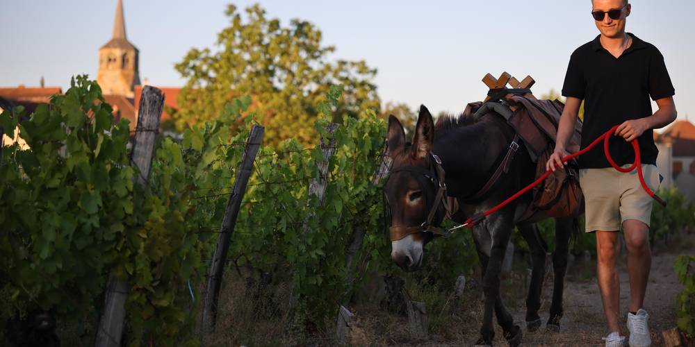 Balade au coeur du vignoble saint-pourcinois -  Stéph'Ânes (Auvergne-Rhône-Alpes, Allier)