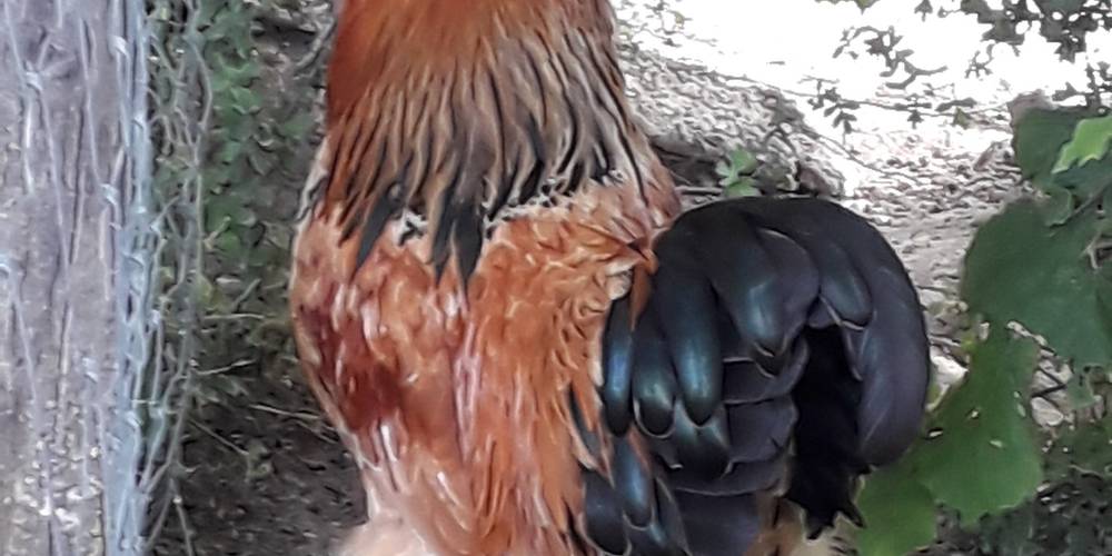  Ensemble, Pas à Pattes au verger des Elfes (Occitanie, Aveyron)