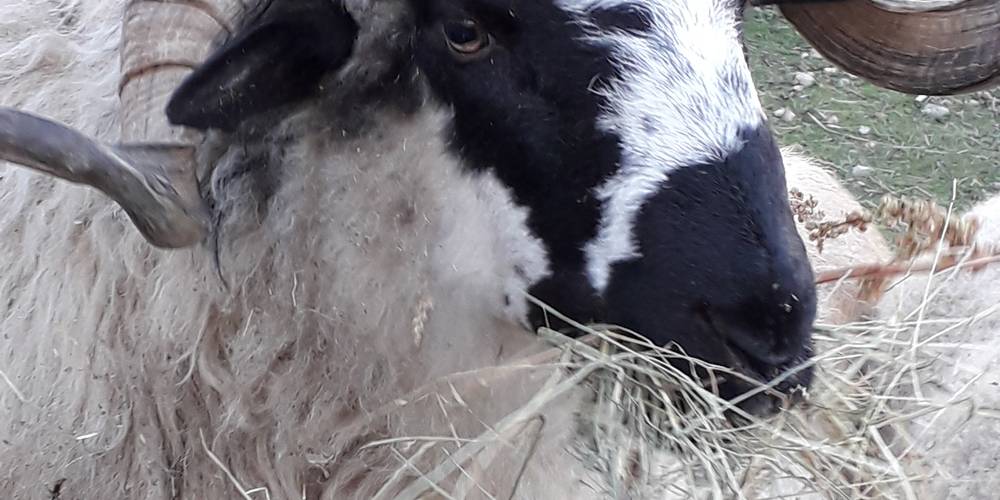  Ensemble, Pas à Pattes au verger des Elfes (Occitanie, Aveyron)