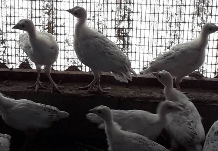  Ensemble, Pas à Pattes au verger des Elfes (Occitanie, Aveyron)