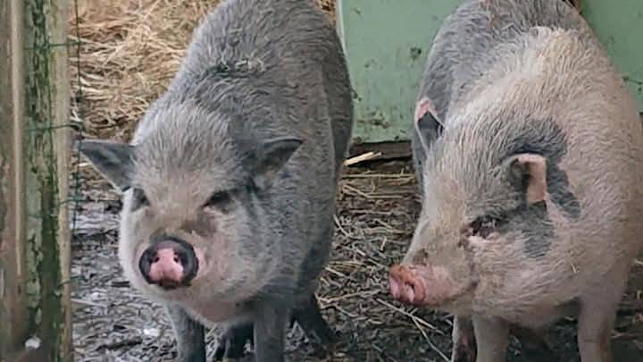  Ensemble, Pas à Pattes au verger des Elfes (Occitanie, Aveyron)
