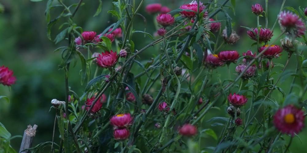 Au jardin, des fleurs -  Kaïros (Auvergne-Rhône-Alpes, Allier)