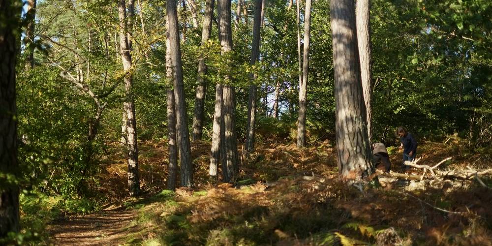 de nombreux balades en forêt sont possible -  Kaïros (Auvergne-Rhône-Alpes, Allier)