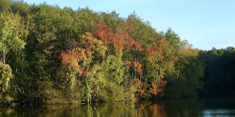 un des lacs en forêt de Tronçais -  Kaïros (Auvergne-Rhône-Alpes, Allier)