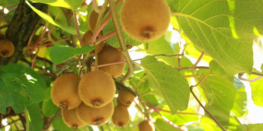 production de kiwis -  Kaïros (Auvergne-Rhône-Alpes, Allier)