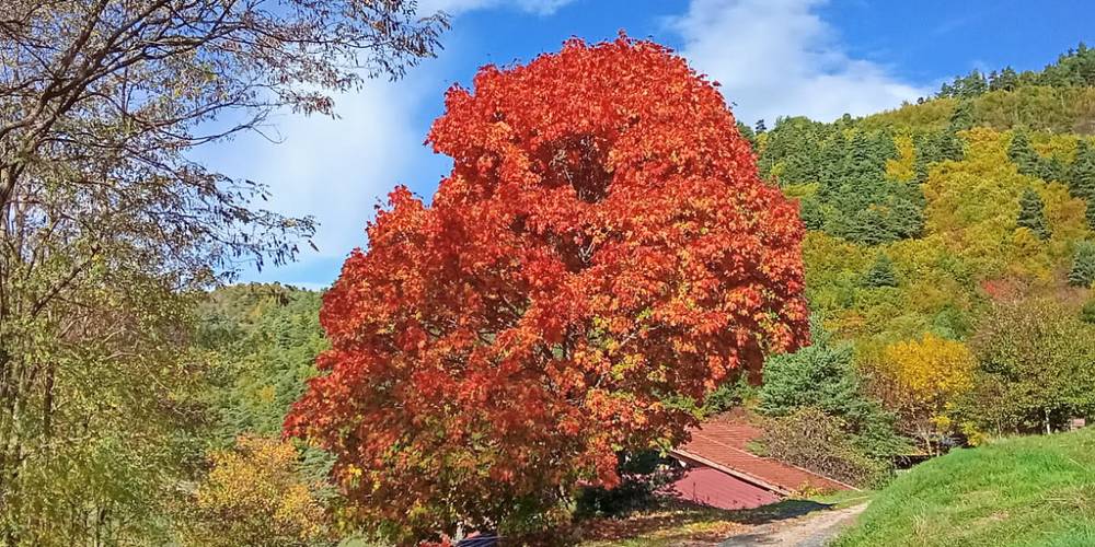 L'érable à l'entrée de la Ferme -  GITE DES SOUINS (Auvergne-Rhône-Alpes, Ardèche)