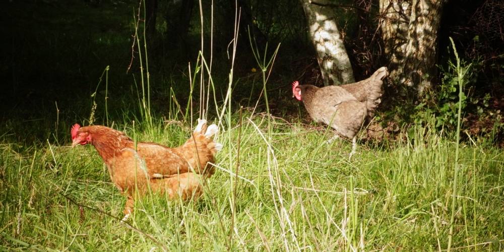 Et quelques poules -  GITE DES SOUINS (Auvergne-Rhône-Alpes, Ardèche)