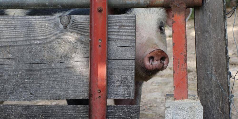 En fait il sont trois : Bim, Bam et Boum -  GITE DES SOUINS (Auvergne-Rhône-Alpes, Ardèche)