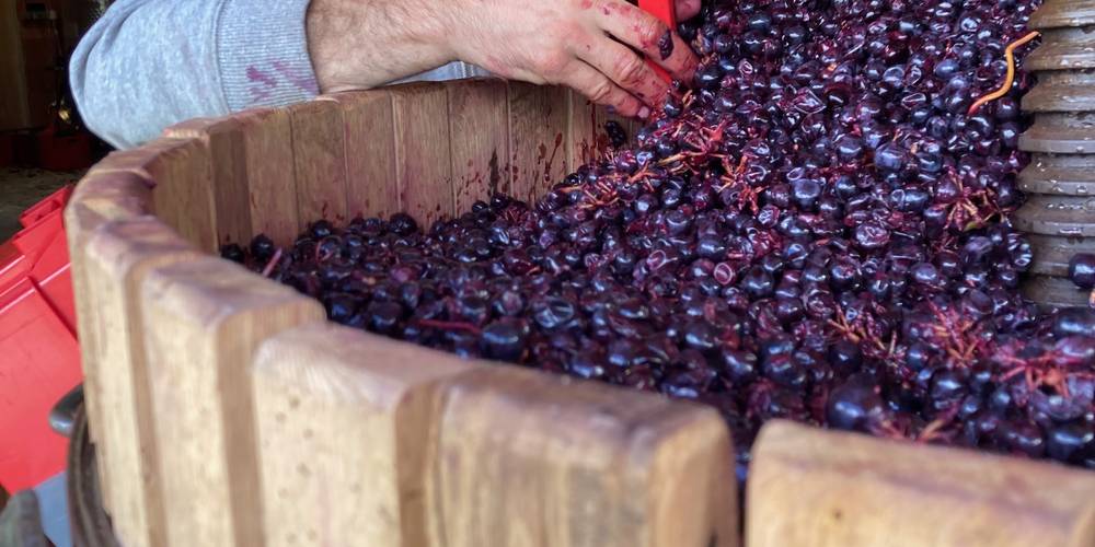 Le pressoir se remplit -  GITE DES SOUINS (Auvergne-Rhône-Alpes, Ardèche)