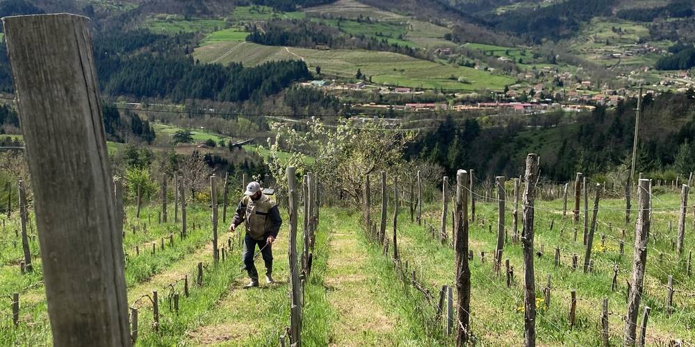 Traitement des vignes ( en bio) -  GITE DES SOUINS (Auvergne-Rhône-Alpes, Ardèche)