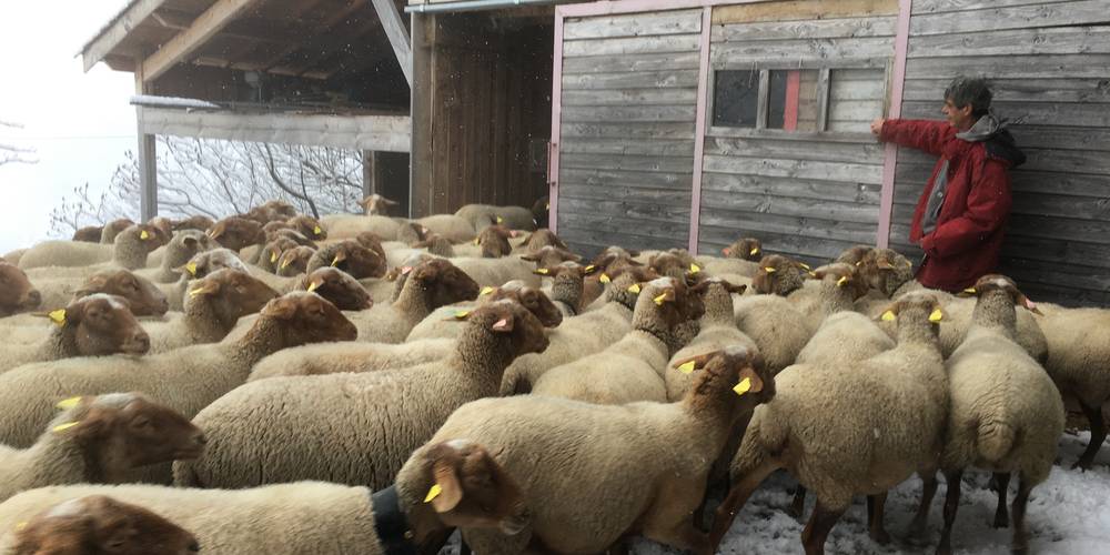 Retour à la bergerie dans la neige -  GITE DES SOUINS (Auvergne-Rhône-Alpes, Ardèche)