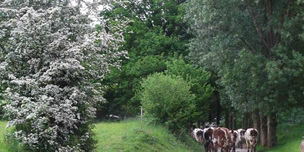 Chemin des vaches -  HAREL FABIENNE ET JOSEPH (Bretagne, Ille-et-Vilaine)
