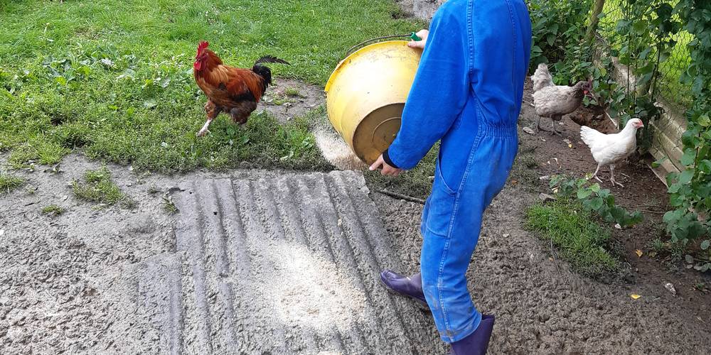 Les poules -  HAREL FABIENNE ET JOSEPH (Bretagne, Ille-et-Vilaine)