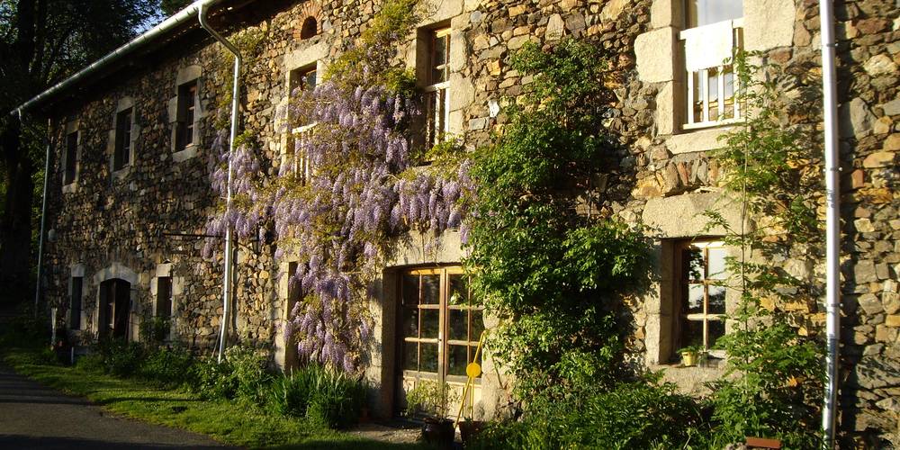 la glycine au printemps -  LE REFUGE DE P'TIT ÂNE (Auvergne-Rhône-Alpes, Haute-Loire)