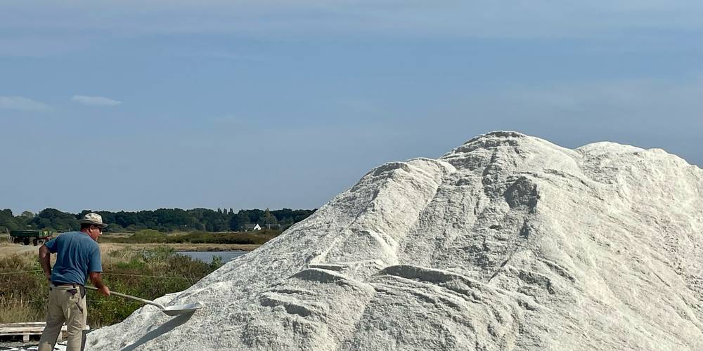 Récolte de sel -  LE PALUDIER (Pays de la Loire, Loire-Atlantique)