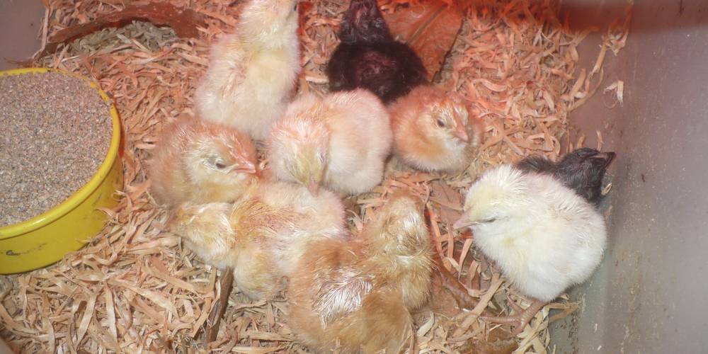  LOU BANCILHON (Occitanie, Lozère)