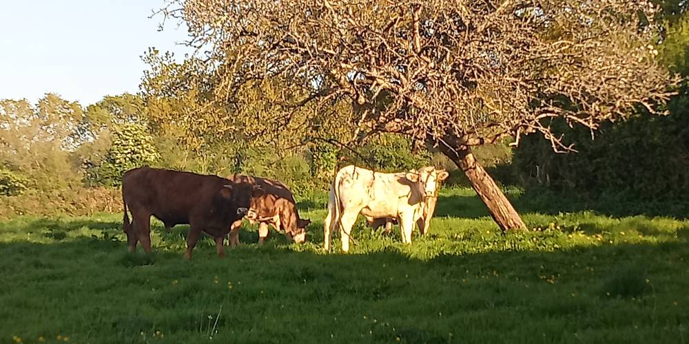 les proches voisins -  FERME DE LA CAUBRIÈRE (Normandie, Manche)