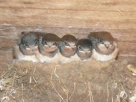 nos amies les hirondelles -  FERME DE LA CAUBRIÈRE (Normandie, Manche)