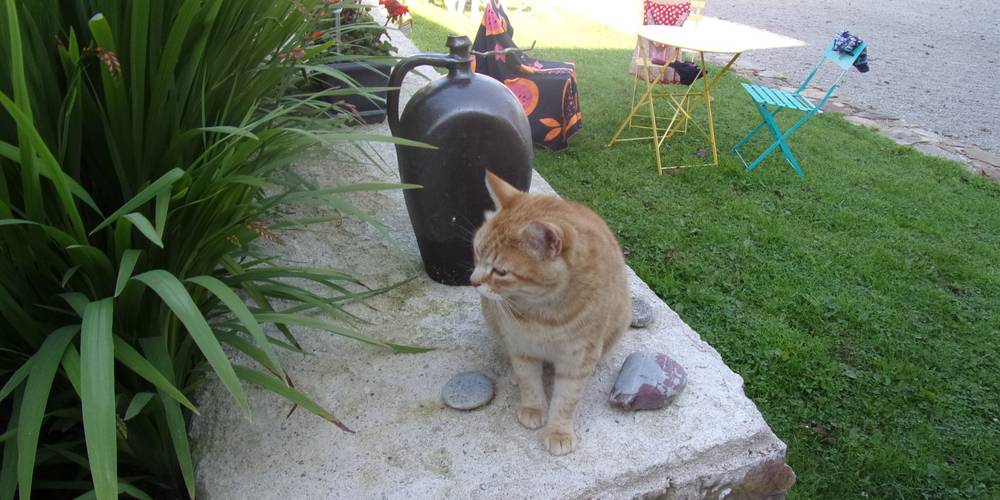 nos compagnons quotidiens -  FERME DE LA CAUBRIÈRE (Normandie, Manche)