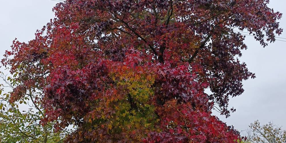 Arbre Automne -  2 CHEMIN LA BAILLÉE CHENEL (Normandie, Orne)