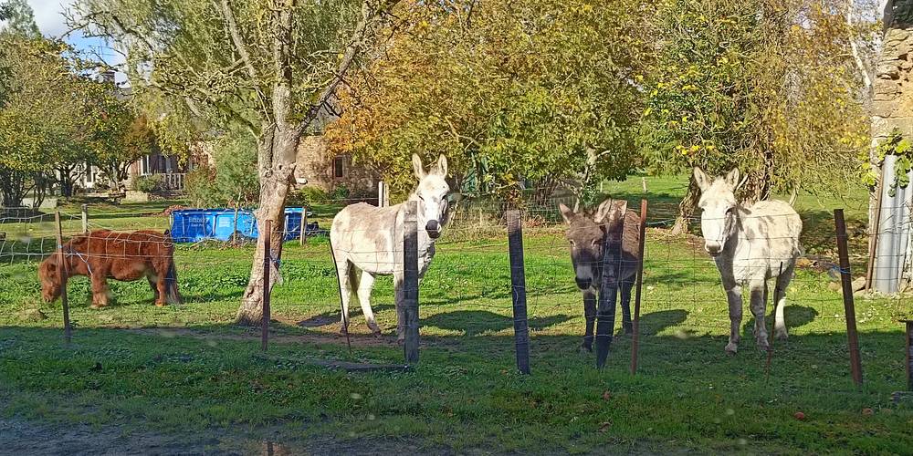 Nos Anesses & Filouse -  2 CHEMIN LA BAILLÉE CHENEL (Normandie, Orne)