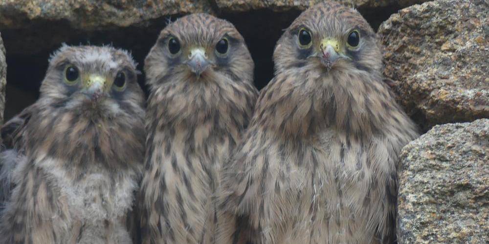 Très jolie photo Faucon Crécerelle chez nous. -  2 CHEMIN LA BAILLÉE CHENEL (Normandie, Orne)