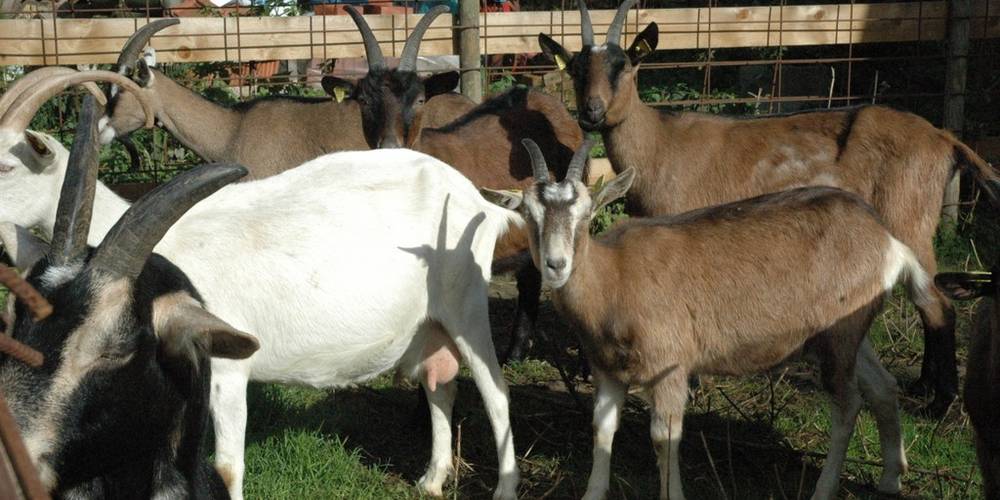  LA HALTE D'AUTREFOIS (Hauts-de-France, Pas-de-Calais)