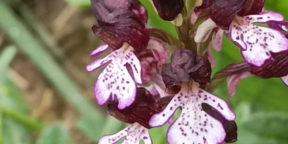  PAUL (Occitanie, Gers)