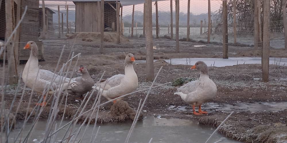  FERME DE LA CHARITÉ (Centre-Val de Loire, Indre)